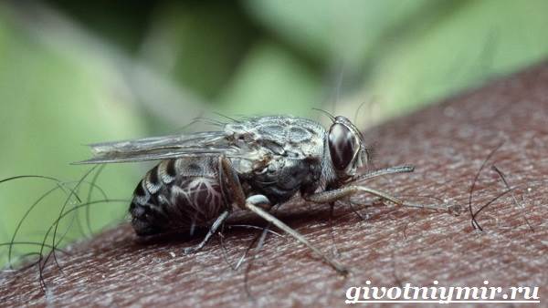 Tsetse-terbang-serangga-gaya hidup-dan-habitat-lalat-tsetse-1