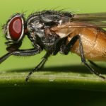 домашна муха