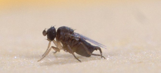 мравка муха