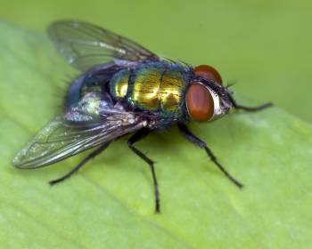 fly with greenish-yellow color