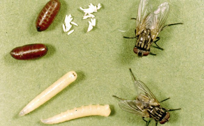 flies and larvae