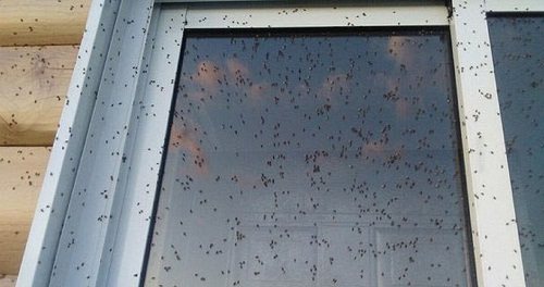 Flies on the window