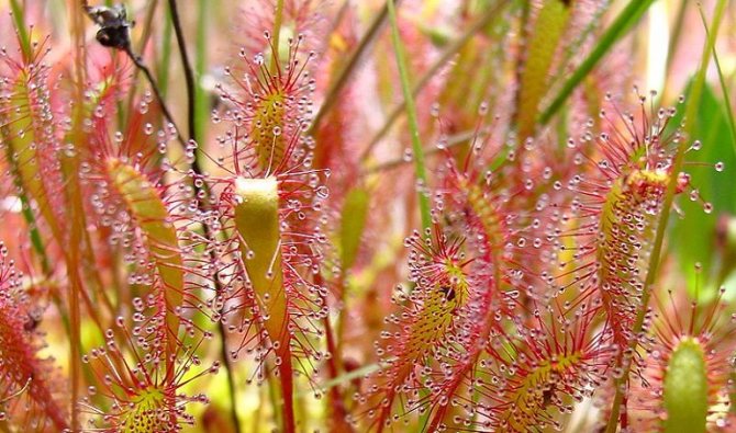 flytrap venus