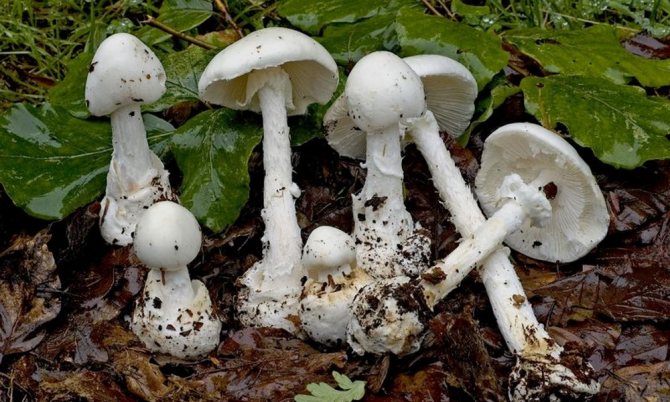 Amanita bílý páchnoucí - jedovatá houba na Krymu
