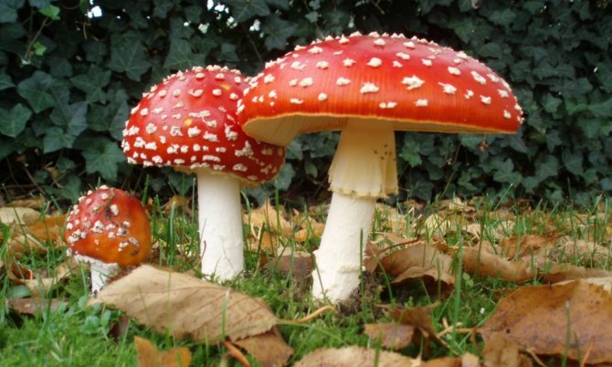 Amanita muscaria - a poisonous mushroom of Crimea