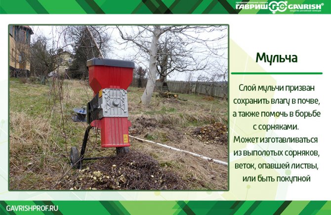 Mulch as green fertilizer