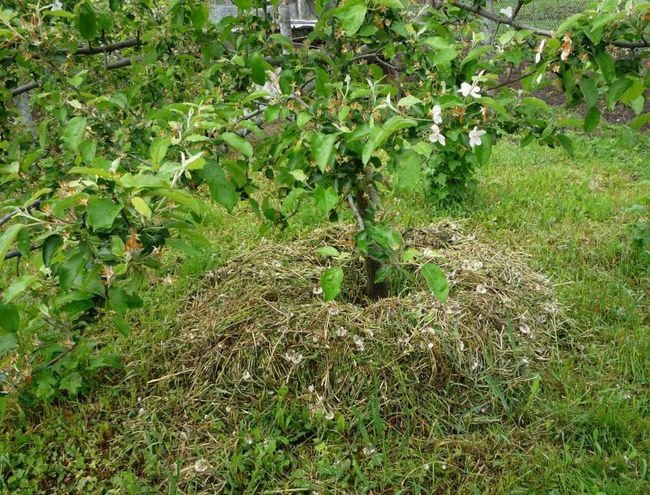 Mulching äppelträd med klippt gräs