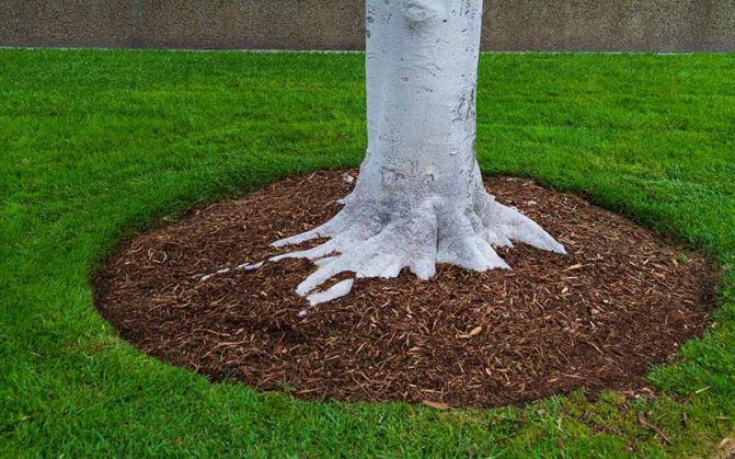 Mulcirea unui copac