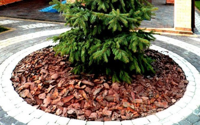 Spruce mulch