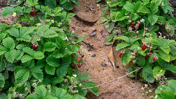 mulching strawberry beds with sawdust