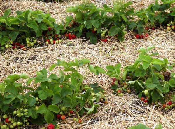 Мулчиране на ягоди със суха трева