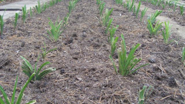 Mulcirea solului ca metodă de pregătire pentru iarnă