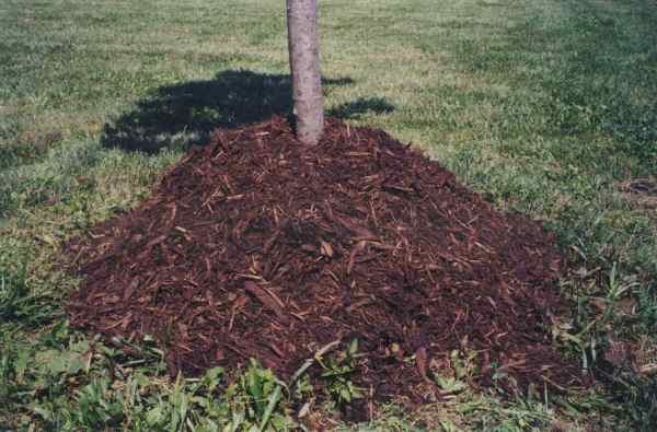 Mulčování půdy pomůže chránit kořeny třešní před mrazem
