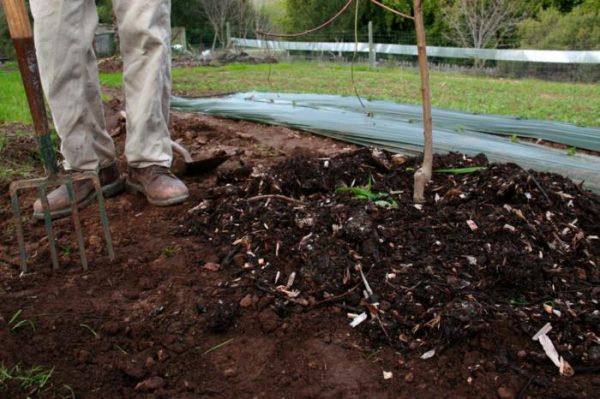 Мулчирането ще задържа влагата в почвата и ще потисне растежа на плевелите