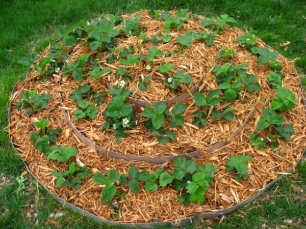 Durch das Mulchen kann der Boden seine Nährstoffe optimal behalten