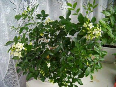 Muraya - crește din semințe acasă