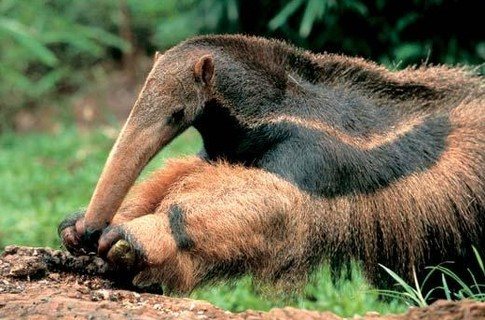 kumain ng langgam ang anteater