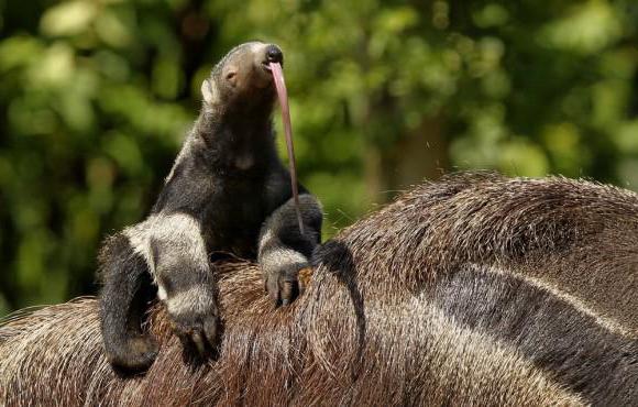 anteater photo