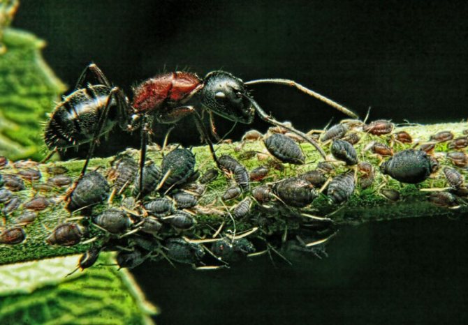 Мравка и листна въшка