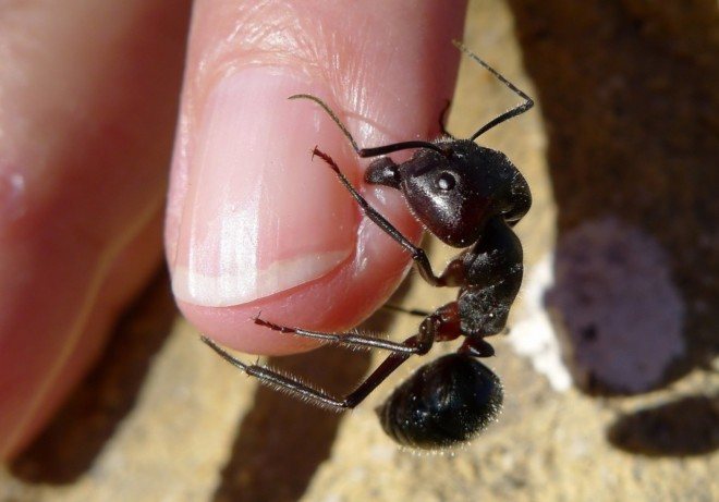 Mravenec kousne do prstu člověka