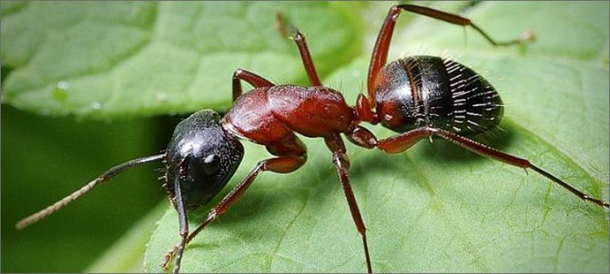 mravenec na listu