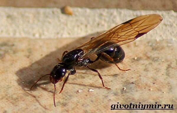 Насекомо-мравка-начин на живот и местообитание-мравка-4
