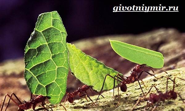 Insecte-fourmis-mode-de-vie-et-habitat-fourmis-5