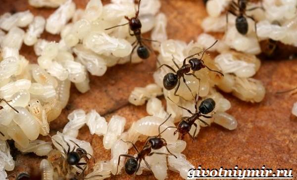 Мравка-насекомо-начин на живот и местообитание-мравка-7