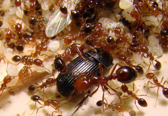 hnízdo mravenců