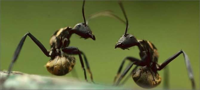 les fourmis se battent