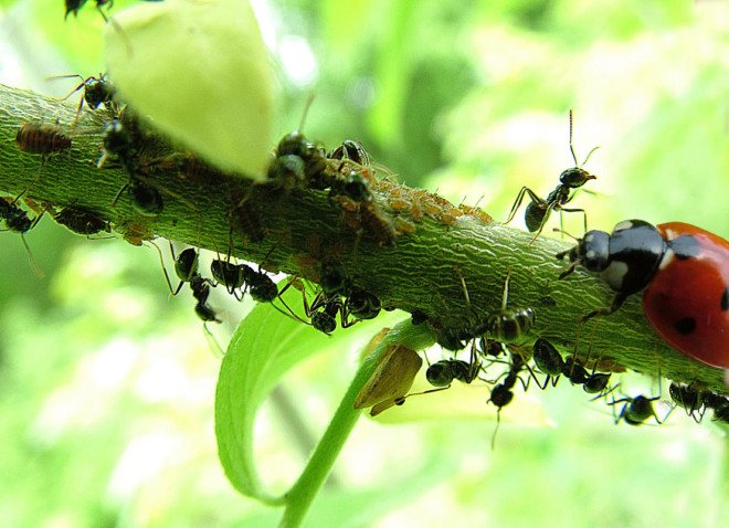 Myror och nyckelpiga