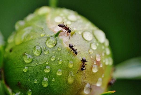 myror på pioner