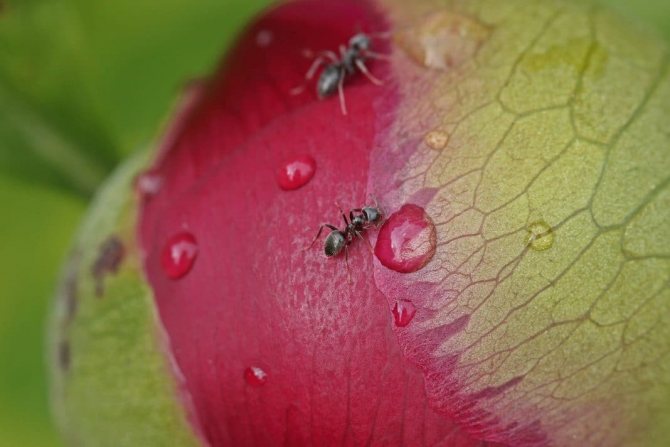 Мравки върху божури