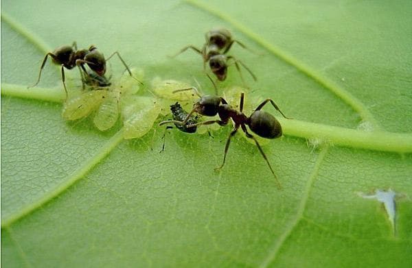 мравки върху растение