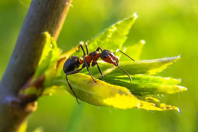 Ants on apple tree