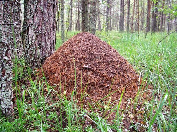 Myror bor nästan överallt