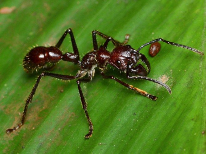 Mravenci kulka