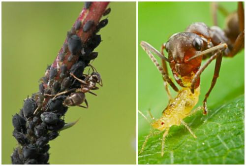 النمل يولد حشرات المن