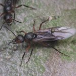 Myror med vingar