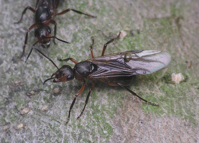 Myror med vingar