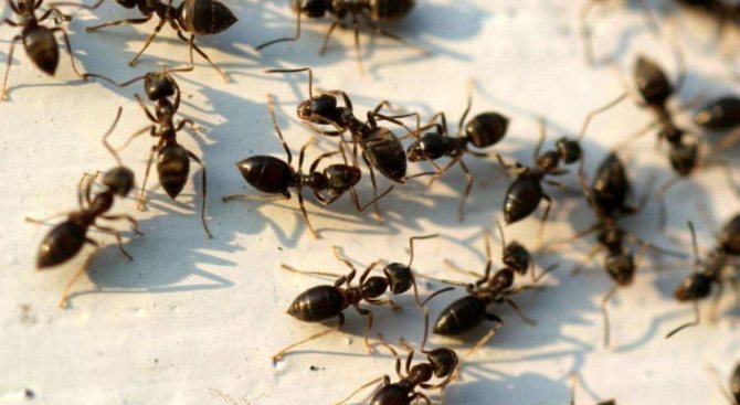Мравки в къщата