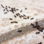 النمل في المنزل