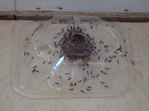 Мравки в градината: как да се отървете от себе си