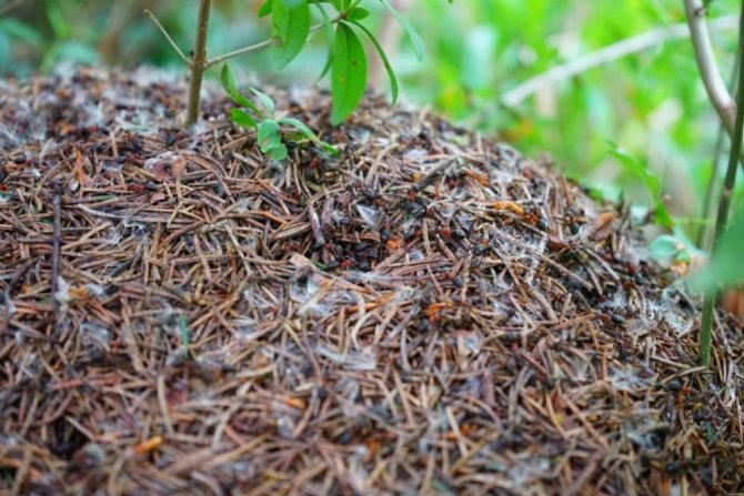 Myror i trädgården