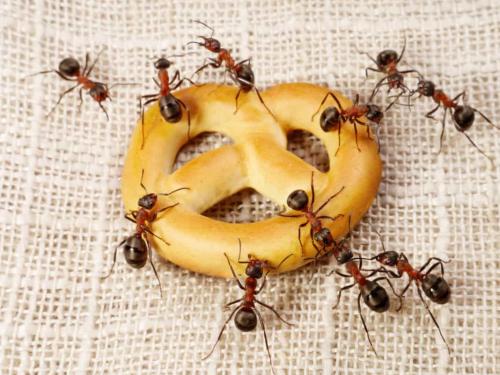 Myror i huset på vintern. Vad betyder myror som har dykt upp i ditt hem: är det värt att köra ut dem