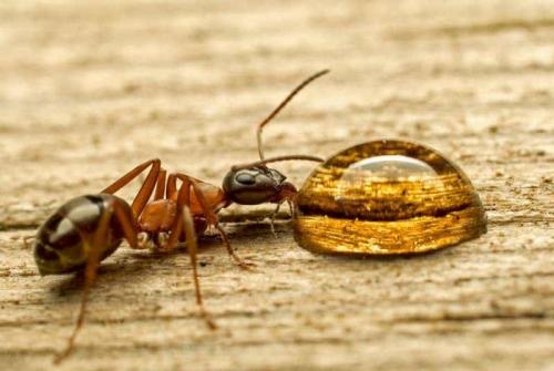 النمل في المنزل في الشتاء. ماذا يعني النمل الذي ظهر في منزلك - هل يستحق طردهم