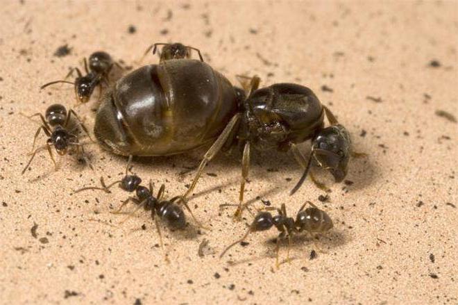 Photo de fourmi utérine