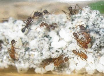Гъби от мравки