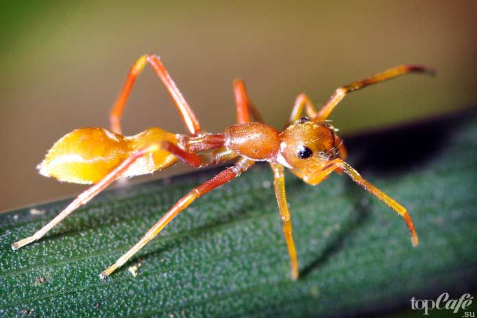 Araignée sauteuse de fourmis