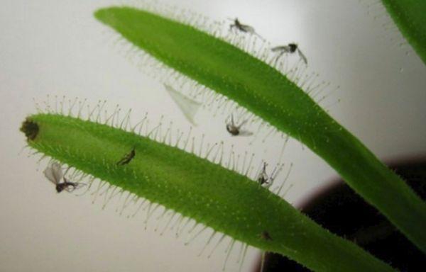 Flugor i en blomkruka: hur man kan bli av med och skydda mot deras utseende